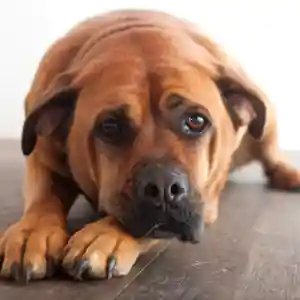 Perro tumbado con gesto triste sobre el suelo como imagen emocional para una hipoteca al 100 después de un divorcio